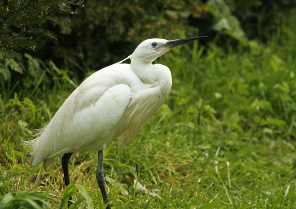 A cattle egret foraging in the long grass