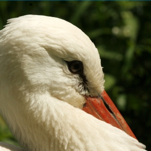 A European stork in profile