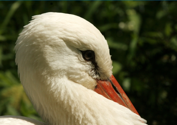 A European stork in profile