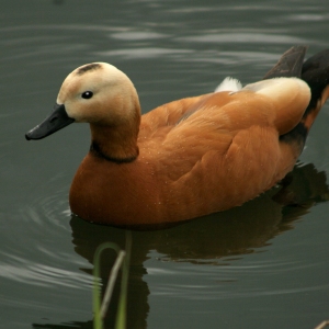 A ruddy shelduck swimming on a lake