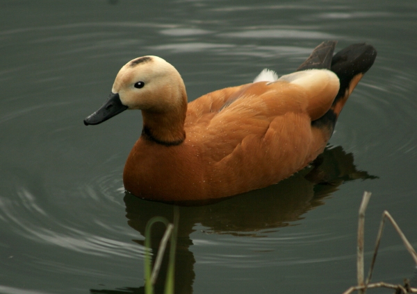 A ruddy shelduck swimming on a lake