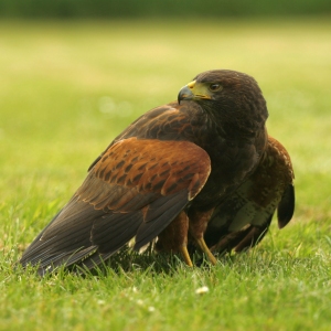 A Harris Hawk on the ground with a kill