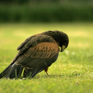 A Harris Hawk on the ground, preening