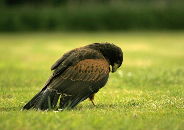 A Harris Hawk on the ground, preening