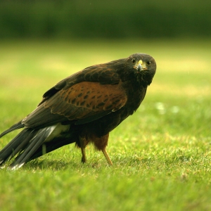 A Harris Hawk on the ground, looking at camera