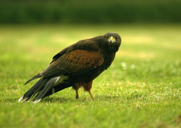 A Harris Hawk on the ground, looking at camera