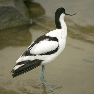 An avocet standing in shallow water