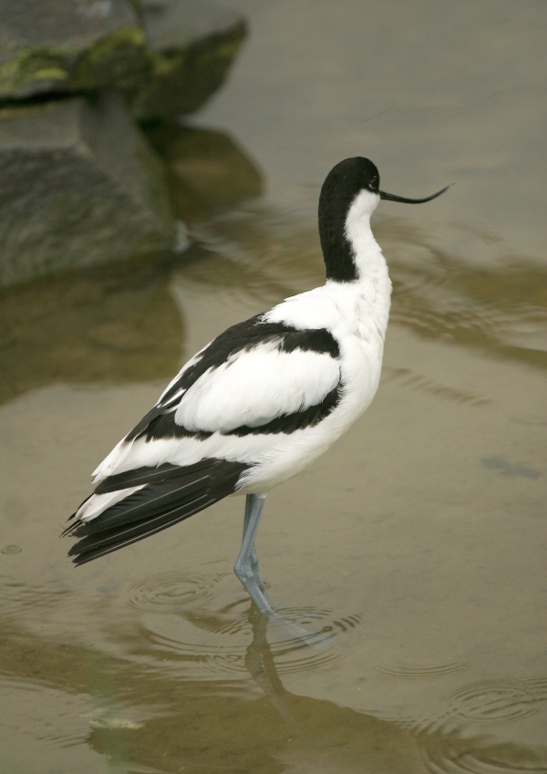 An avocet standing in shallow water