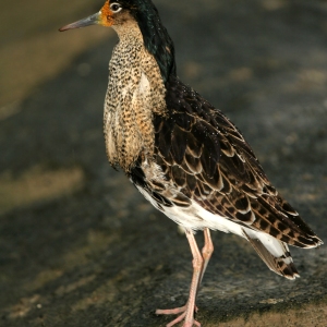 A female ruff or reeve standing on the waterside