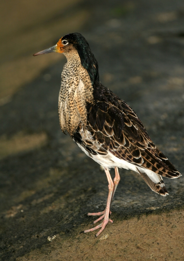 A female ruff or reeve standing on the waterside