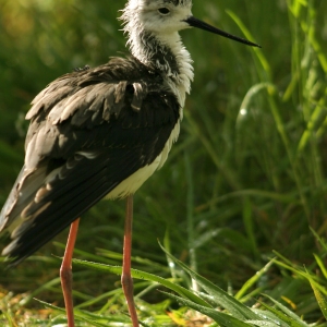 A european stilt feeding in the undergrowth