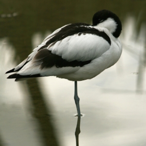 An avocet resting on a rock