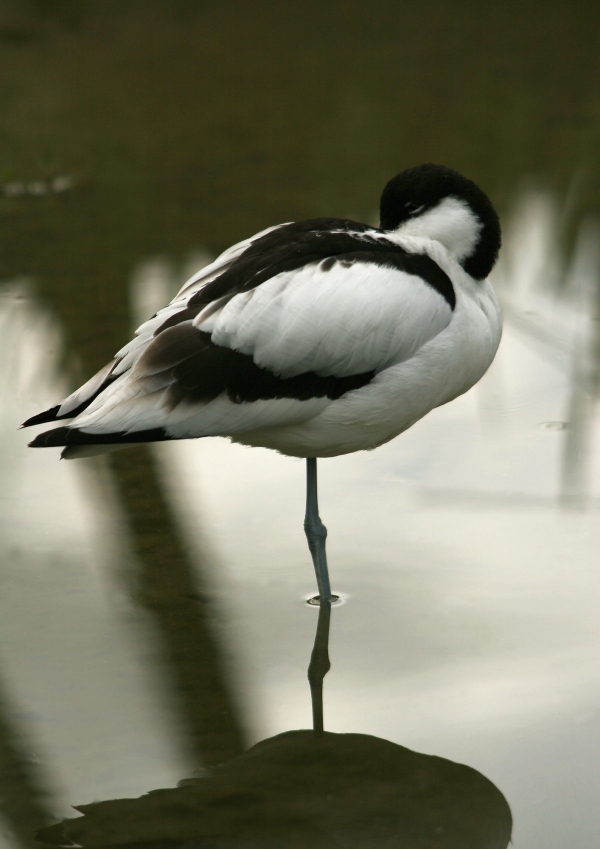 An avocet resting on a rock