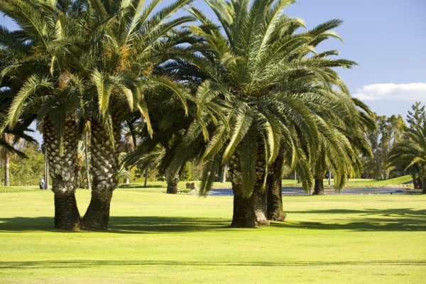 Golf course in Southern Spain at Puerto Banus