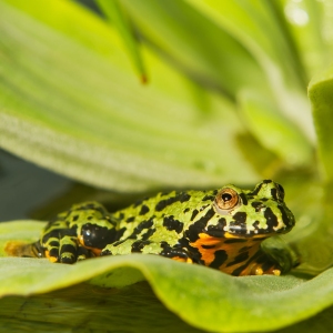 Frog Oriental fire-bellied toad (Bombina orientalis) sitting on a green leaf