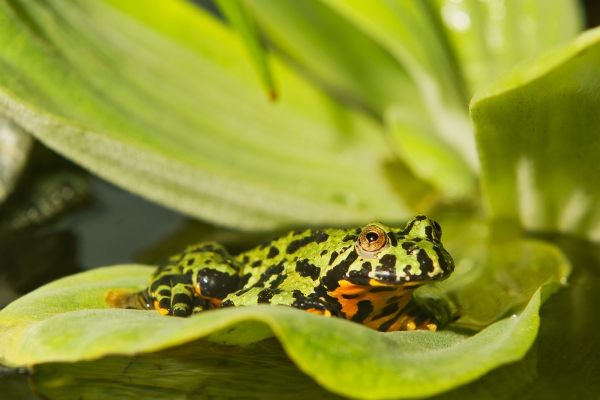 Frog Oriental fire-bellied toad (Bombina orientalis) sitting on a green leaf