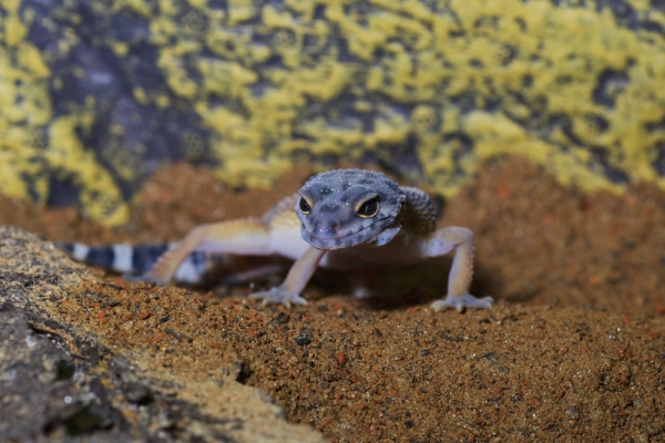 Portrait of the leopard gecko (Eublepharis macularius) on a sand