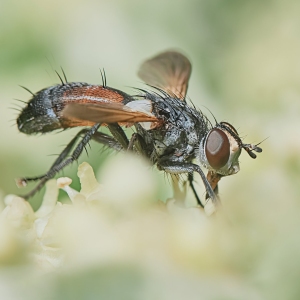 Fly hoverflies in a hot summer day in the garden closeup