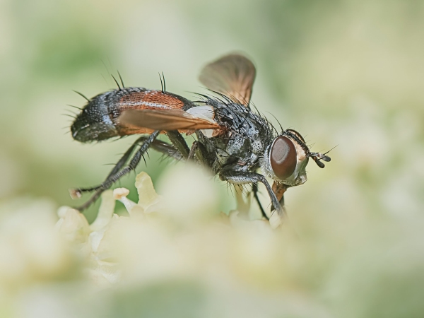 Fly hoverflies in a hot summer day in the garden closeup