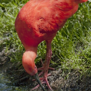 A sacred Ibis drinking at a pond