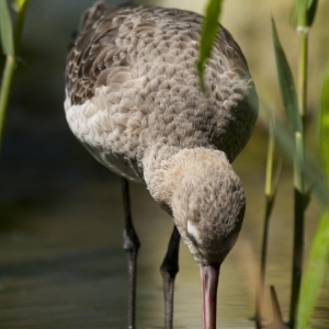 A Black Tailed Godwit feeding in the shallows