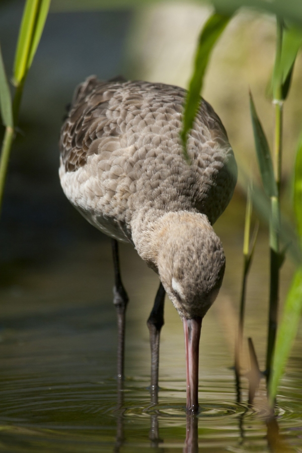 A Black Tailed Godwit feeding in the shallows