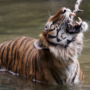 A bengal tiger chewing on a branch in the river