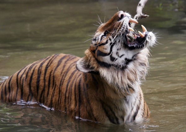 A bengal tiger chewing on a branch in the river