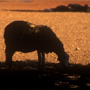 A sheep grazing on a hot day