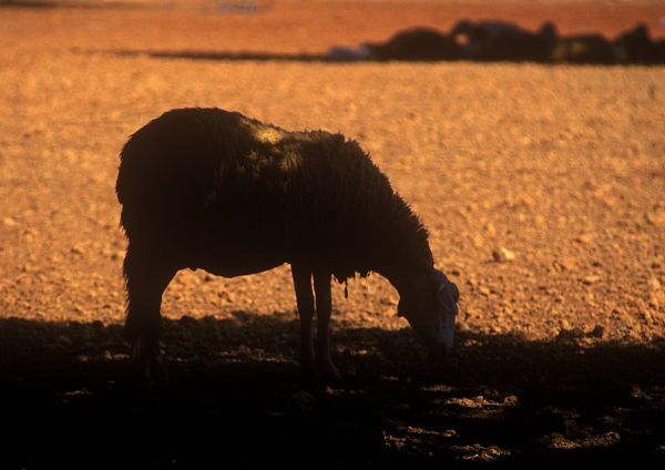 A sheep grazing on a hot day