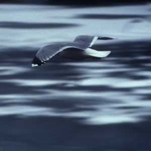 A black and white image of a herring gull in flight