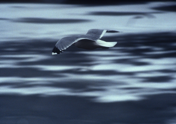 A black and white image of a herring gull in flight