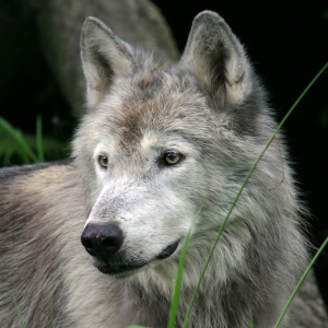 Grey wolf in a forest setting