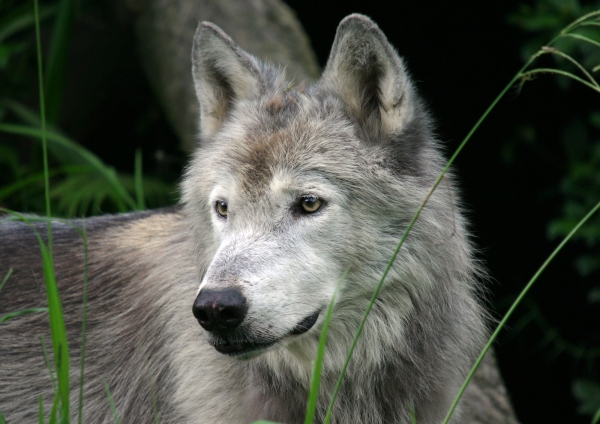 Grey wolf in a forest setting