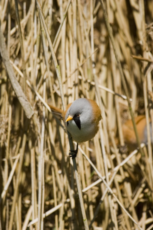 A bearded tit in a Norfolk reed bed