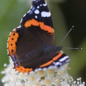 A red admiral butterfly harvesting pollen on a budleia shrub