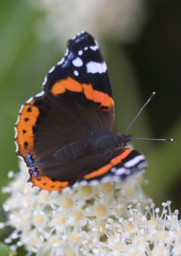 A red admiral butterfly harvesting pollen on a budleia shrub