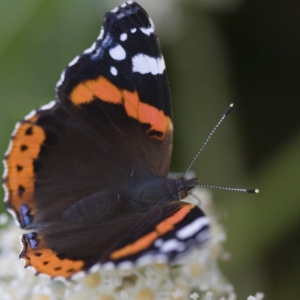 A close up view of a red admiral feeding on a buddleia flower