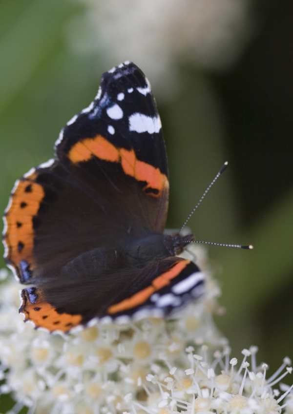 A close up view of a red admiral feeding on a buddleia flower