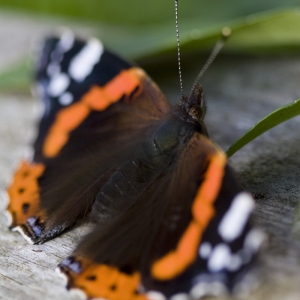 A red admiral butterfly resting on a log