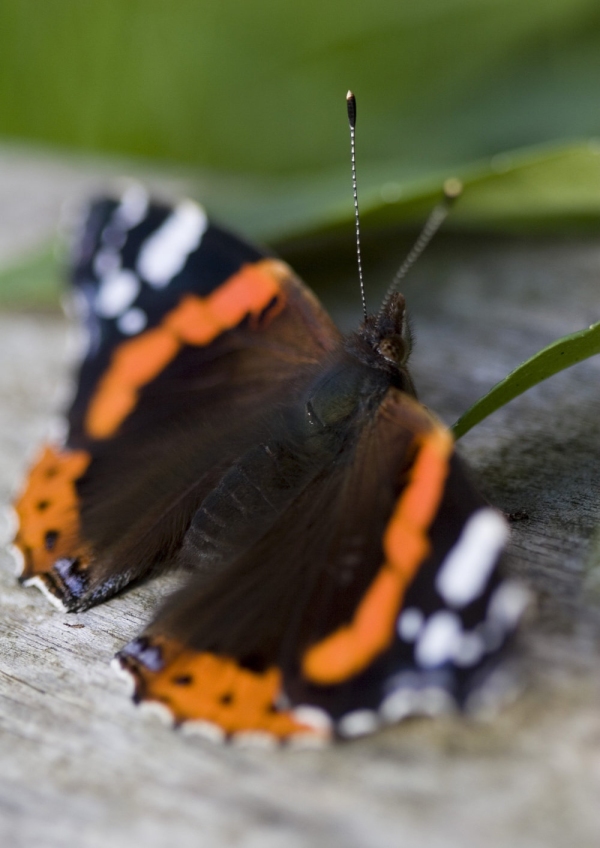 A red admiral butterfly resting on a log