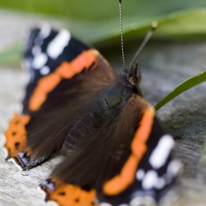 A red admiral butterfly resting on a piece of wood