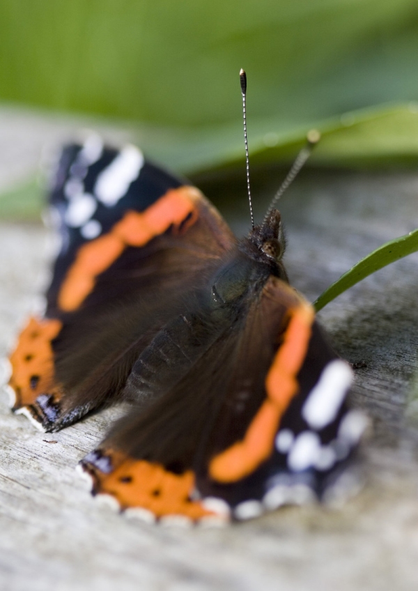 A red admiral butterfly resting on a piece of wood