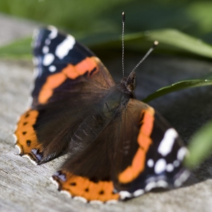 A close up image of a red admiral butterfly sunning itself on a log