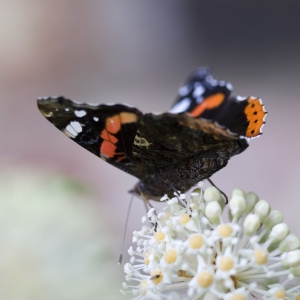 A close up view of a red admiral butterfly gathering pollen or nectar from a buddlea