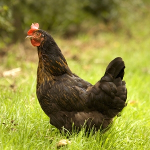 A free range rhode island red hen foraging in the grass