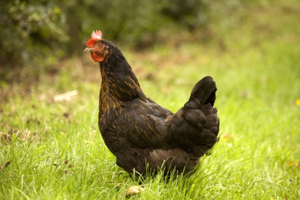 A free range rhode island red hen foraging in the grass