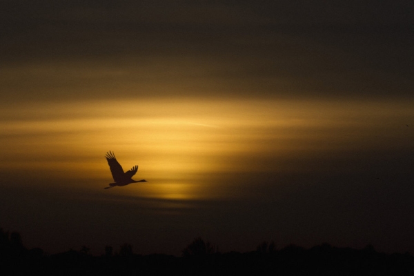 A crane or stork in flight in the evening light