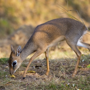 Dik Dik grazing