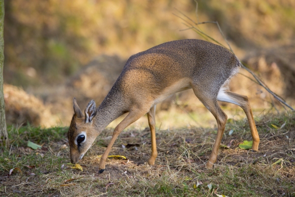 Dik Dik grazing